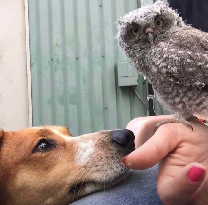 Penny Mirin The Owl We Rescued