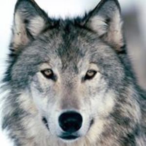 gavin_de_villiers avatar