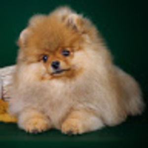 mikhailtanverdi avatar