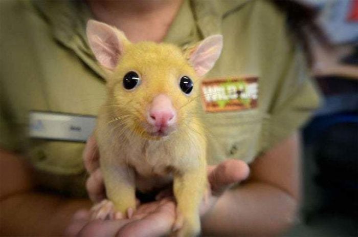 Australian Veterinary Clinic Rescues A Rare Golden Possum, People Say They Just Caught A Pikachu Australian Veterinary Clinic Rescues A Rare Golden Possum, People Say They Just Caught A Pikachu