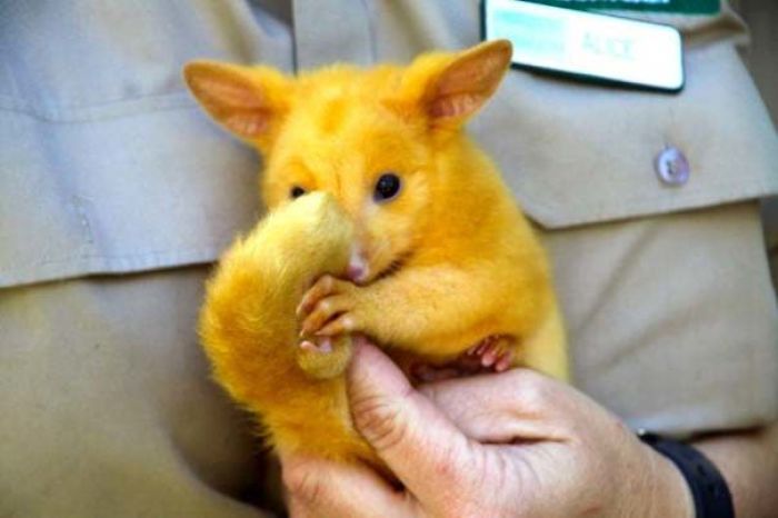 Australian Veterinary Clinic Rescues A Rare Golden Possum, People Say They Just Caught A Pikachu