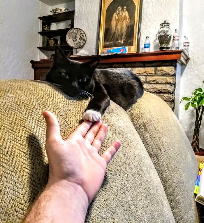 My Cat Holds My Hand And Stays With Me When I'm Feeling Down