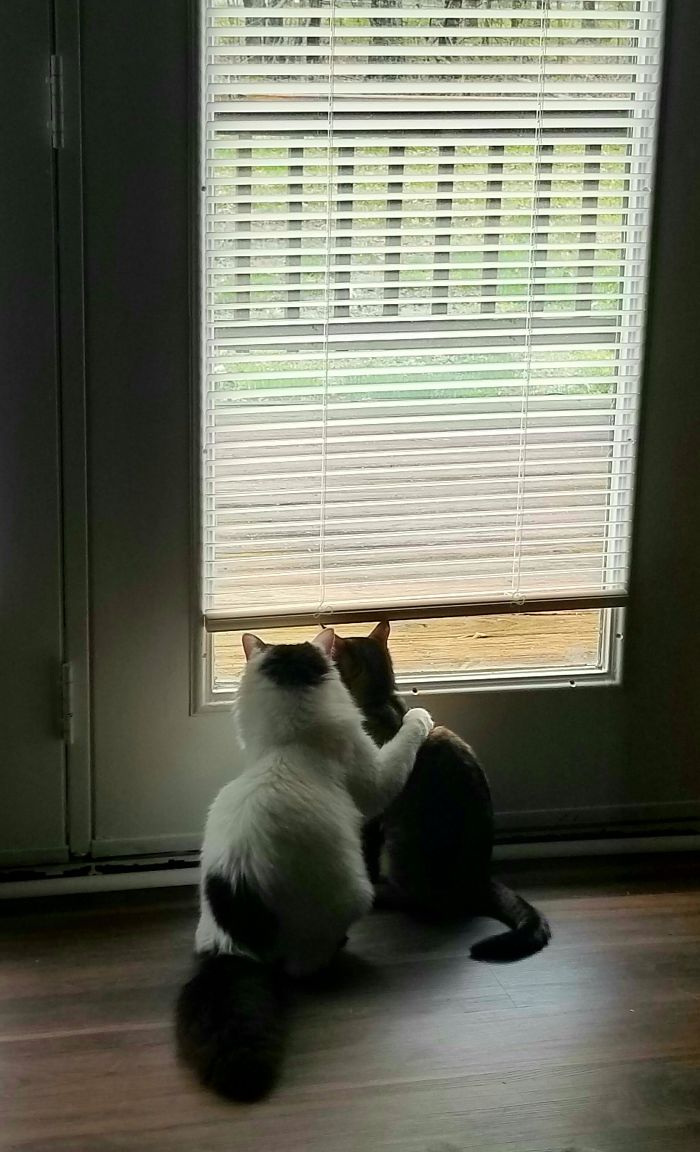 I Think Our New Foster Kitty Just Found His Forever Home