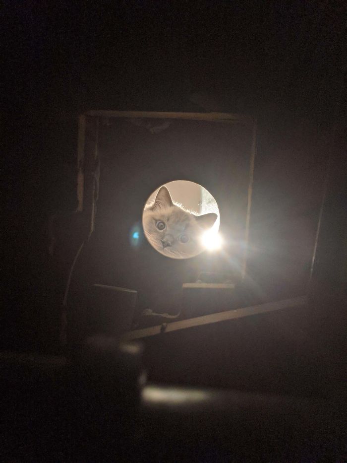 I'm A Plumber Working In A Ceiling Void Under A Leaking Shower And I Have Been Greeted By A Curious Kitty