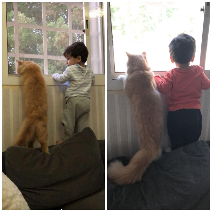 My Son And Our Cat Every Single Day
