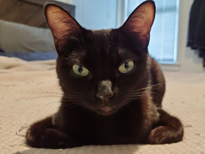 I Recently Adopted My First Void And This Is Her Preferred Way To Loaf