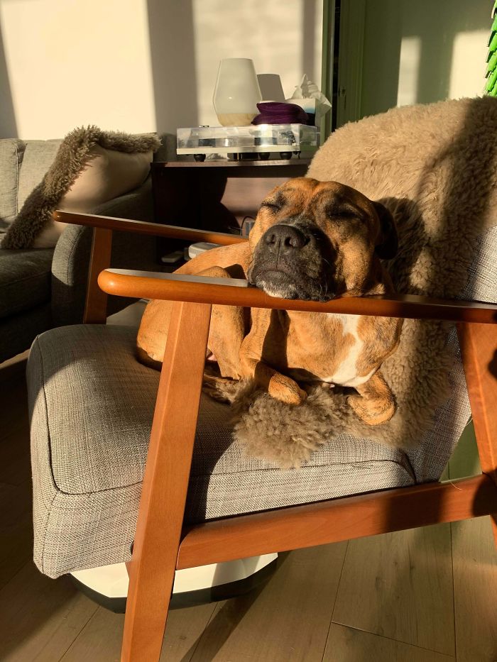 Best Spot For The Morning Sun. 4 Months Into Adoption