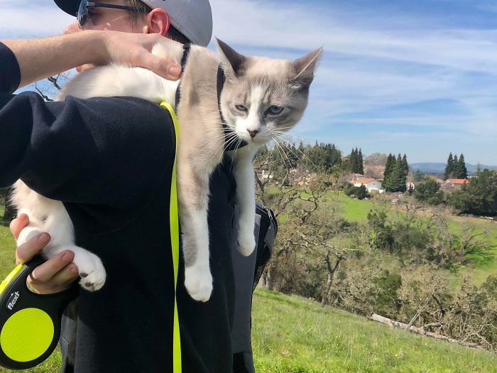 “I Don’t Think This Is A Good Time To Adopt A Cat”