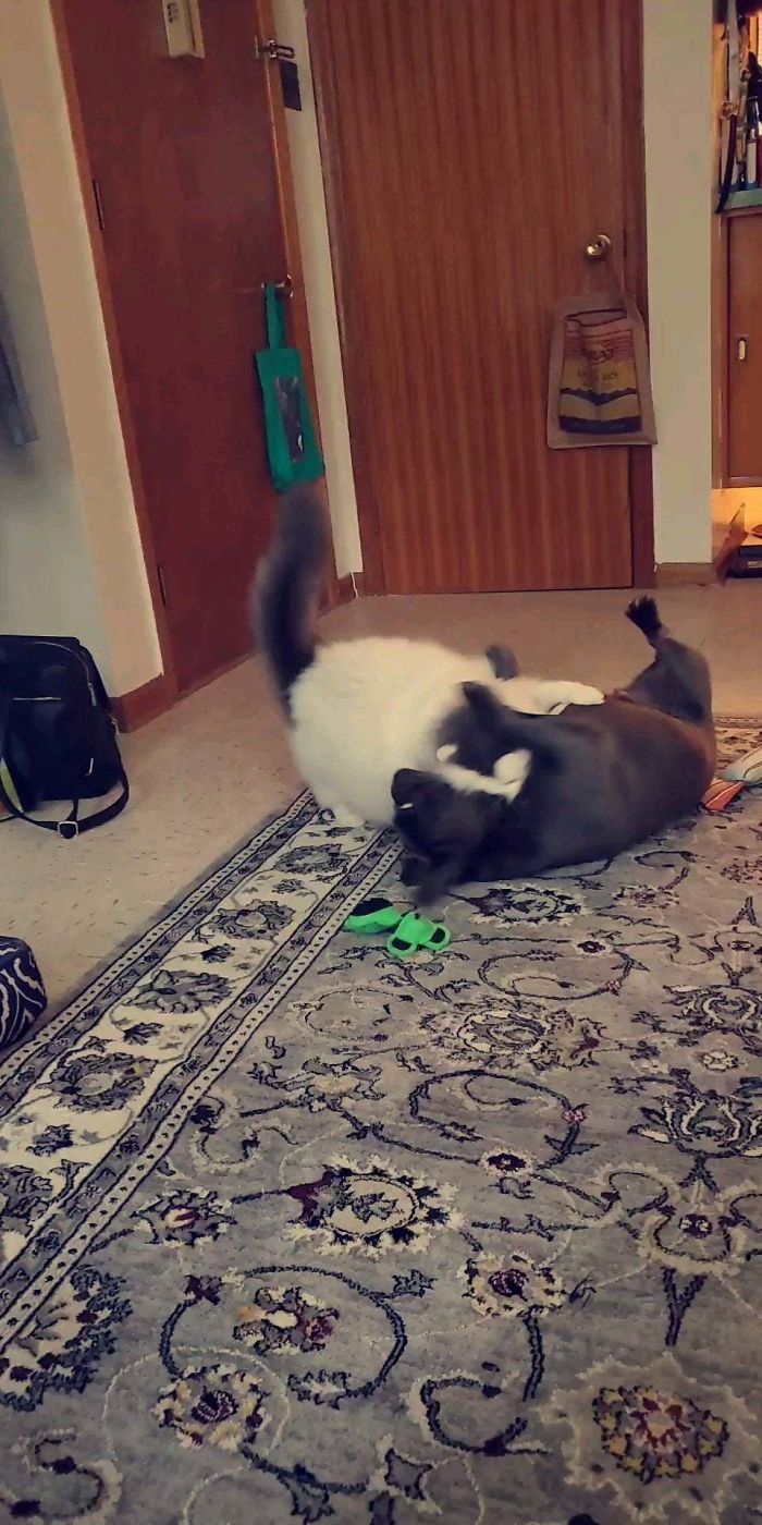 My Mom Adopted A Cat So Her Dog Would Have A Friend. They're Basically Attached At The Hip And Play All The Time