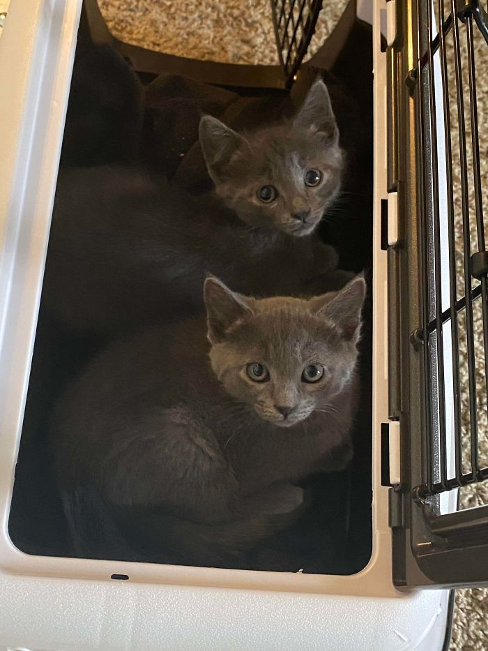 Just Rescued Ivy And Cosmo! Originally We Were Just Supposed To Get The Sister (Bottom), But The People Adopting Cosmo (Top) Backed Out And The Rescue People Wanted Us To Have Both! Needless To Say, They Are Having A Blast Together