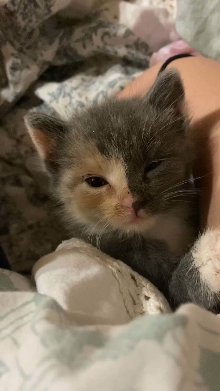 This Is Phoebe A Small Little Kitten I Rescued! Gave Her A Bath, Food, And Lots Of Cuddles. She’s Exhausted Now!