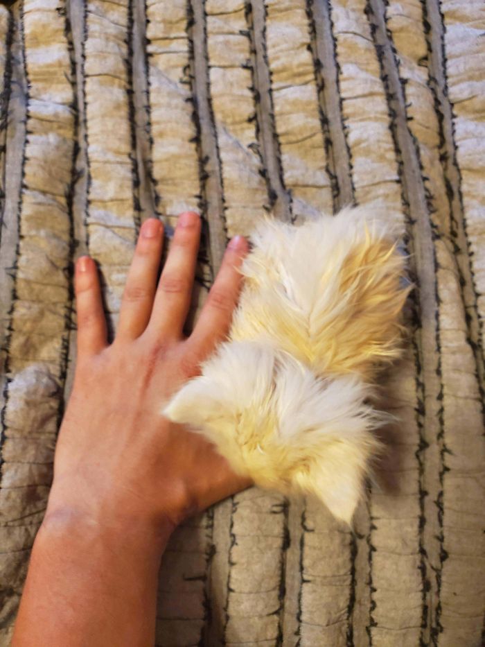 Nimbus The Day We Rescued Her From The Highway. I Think She Fits In Here!