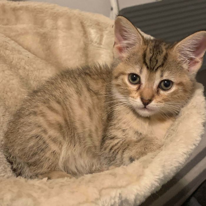 We Rescued A Cat Who Turned Out To Be Pregnant. This Is Her Baby, Duchess! She’s 9 Weeks Old!