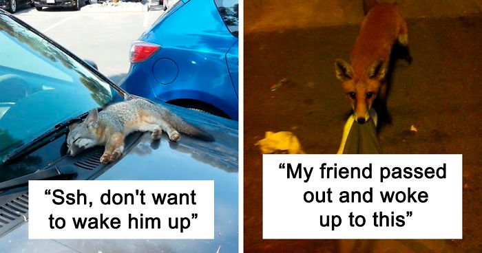 35 Fox Pics That Show What Wonderful Creatures They Are