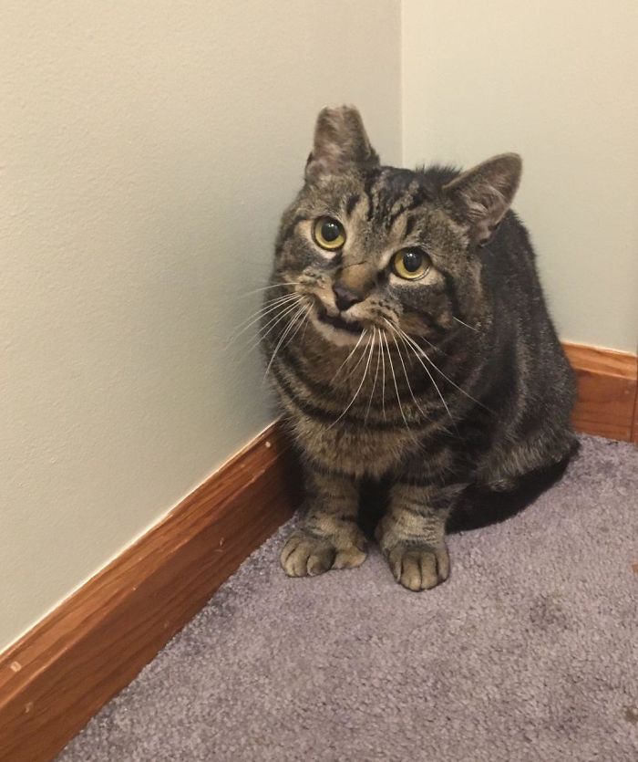 Cats Are Like Pringles: You Can’t Have Just One. Just Applied To Adopt Otis The Polydactyl Cat From The City Pound