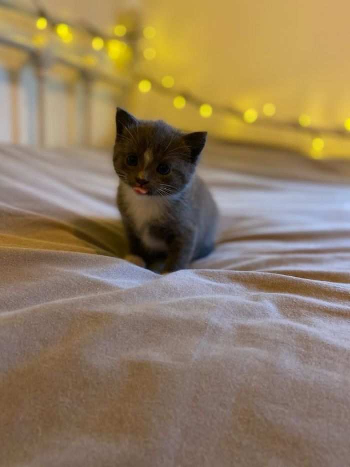 I’m Adopting A Kitten And This Is The Blep The Owner Sent Me. She’s Going To Fit In Well