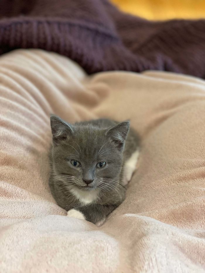 Partner & I Adopted This Tiny Doot Today! So Small & Cute That He Makes Me Wanna Cry