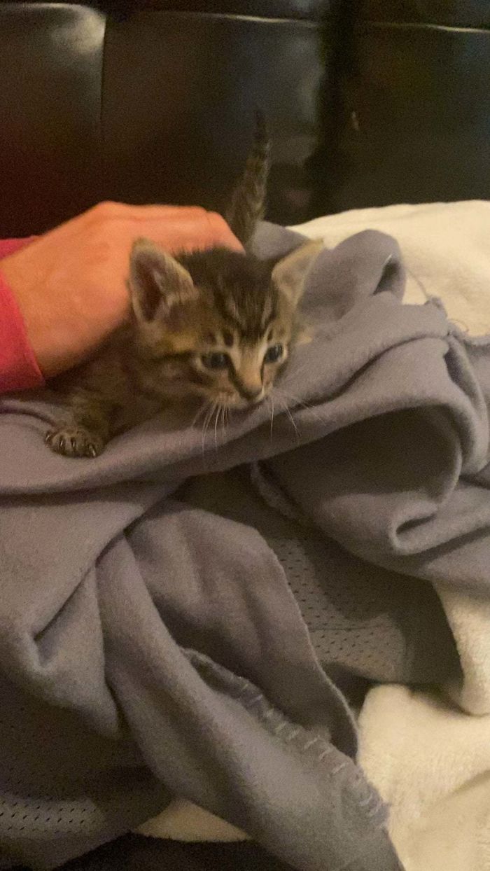 Our Five Week Old Rescue ! She Was Found All Alone In The Woods With No Siblings Or Mom Around. My Rescue Has Taken Her In And She’s Now Living Her Best Life! Meet Carly !