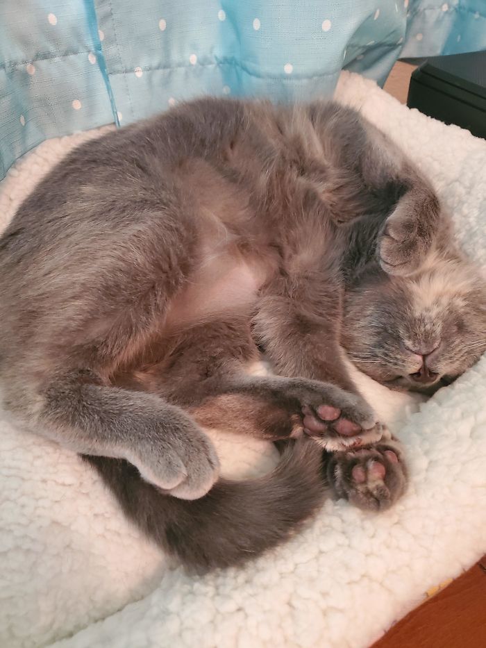 French Fry Living Her Best Life And Celebrating Her First Birthday With Lots Of Naps! Story Of Her Name And Rescue In The Comments.