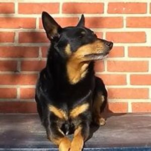 saarcasteleyn avatar