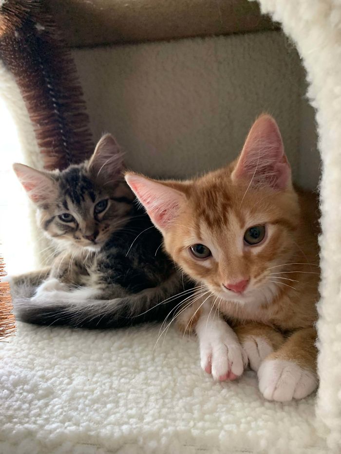 4 Years After My First Cat Ever Passed Away, Finally Felt Ready To Adopt Again. Please Meet Juniper And Salmon