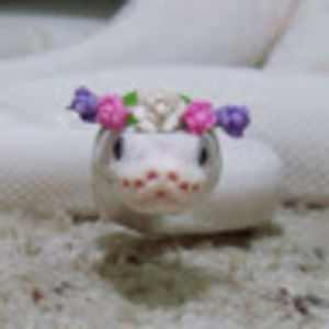 alexandriacallenraffi avatar