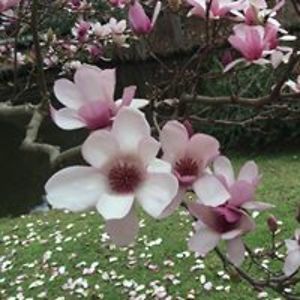 theresa_hadden avatar