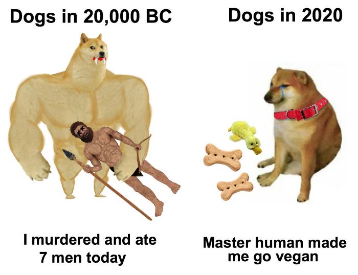 Then-Now-Dog-Meme