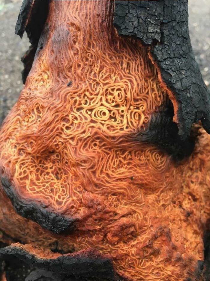 The Wood Pattern Of This Burned Tree Looks A Lot Like Spaghetti