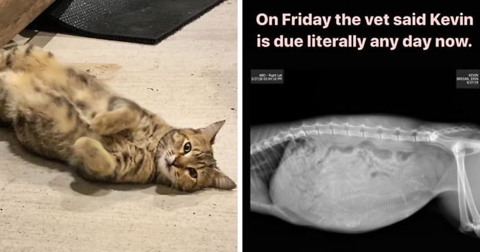 Woman Hilariously Documents Her Attempt To Take Care Of The Cat Who Wouldn’t Stop Visiting Her