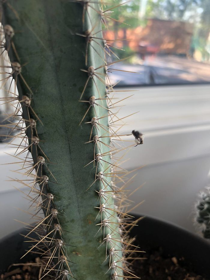 This Unlucky Fly That Impaled Itself On My Cactus