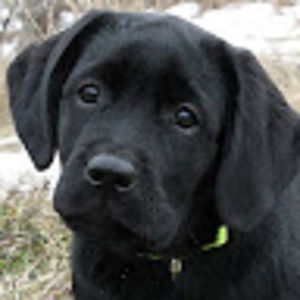 evelyngniewek avatar