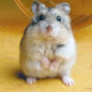 hamsterundercover avatar