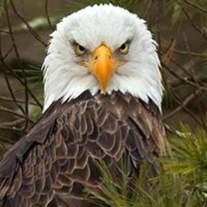 focusandconnect avatar