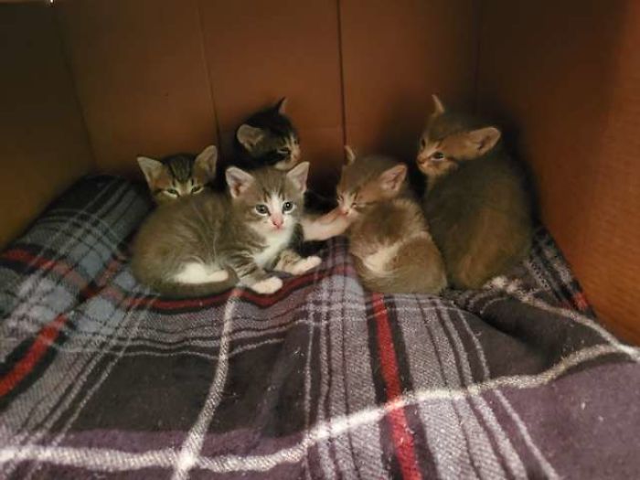Stray Cat Brings The Woman Who’s Been Feeding Her For A Couple Of Days To Meet Her Babies Stray Cat Brings The Woman Who’s Been Feeding Her For A Couple Of Days To Meet Her Babies