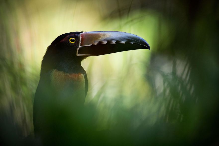 6th Place, Birds. I'm Veborgenen By Jan Piecha