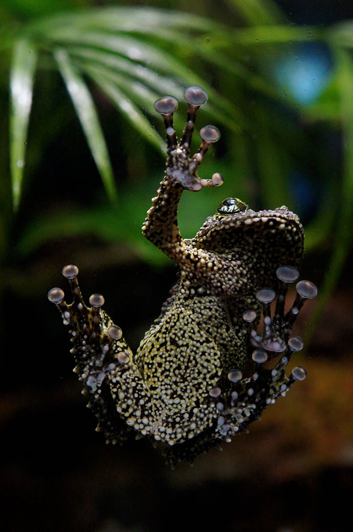Vietnamese Mossy Frog