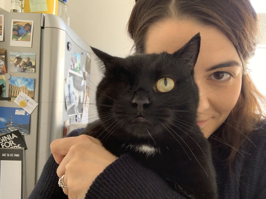 Cat Gets Injured And Can't Leave Home So His Owner Makes Him Art Gallery To Cheer Him Up