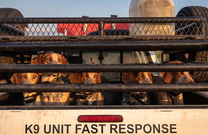 Dogs Trained To Protect Wildlife Save 45 Rhinos From Poachers Dogs Trained To Protect Wildlife Save 45 Rhinos From Poachers