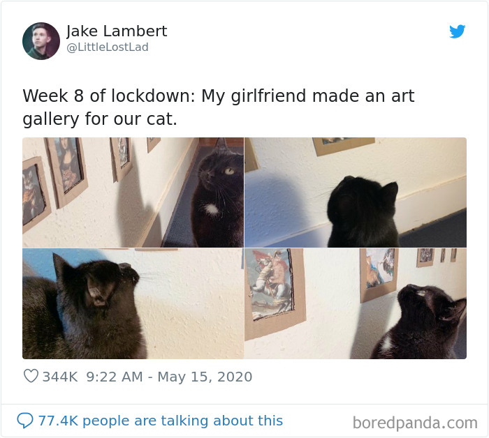 Cat Gets Injured And Can't Leave Home So His Owner Makes Him Art Gallery To Cheer Him Up Cat Gets Injured And Can't Leave Home So His Owner Makes Him Art Gallery To Cheer Him Up