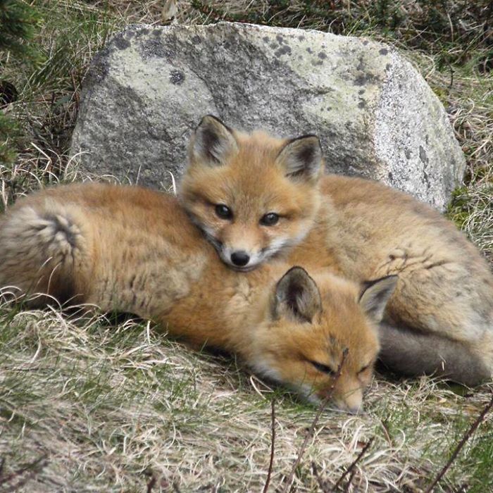 Cute Alert! These 2 Cuddly Fox Kits Were Spotted In Acadia National Park