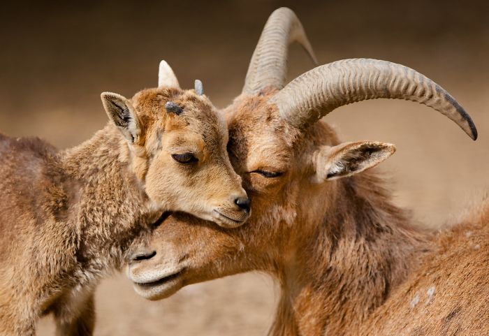 15 Years I Photographed Motherly Love Across The Animal Kingdom