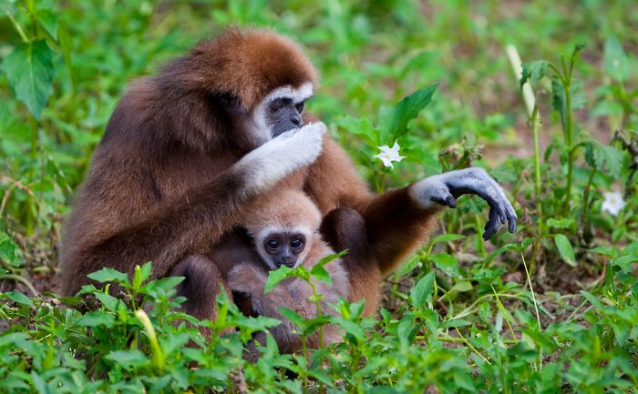 15 Years I Photographed Motherly Love Across The Animal Kingdom