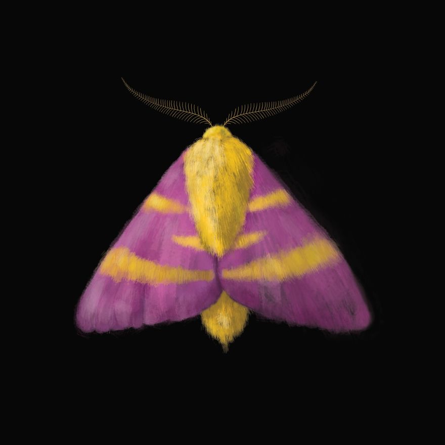 I Created Surreal Moths During Covid-19 Isolation