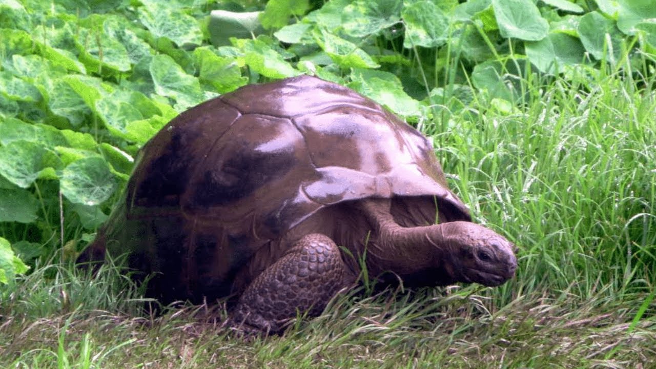 Meet Jonathan, The World’s Oldest Tortoise – 188 Years Old; Born 29 Years Before The Civil War