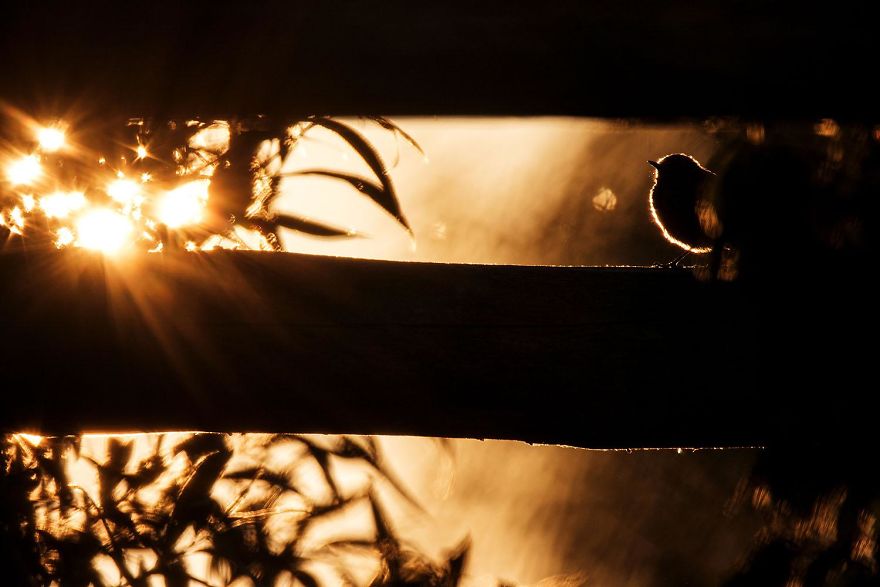 7th Place, Birds. Summer's Eve By Thomas Hempelmann