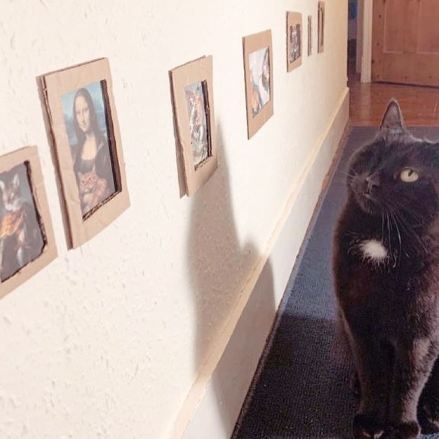 Cat Gets Injured And Can't Leave Home So His Owner Makes Him Art Gallery To Cheer Him Up