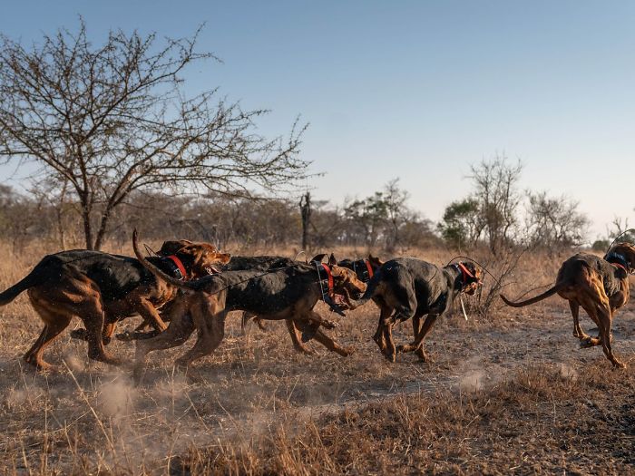 Dogs Trained To Protect Wildlife Save 45 Rhinos From Poachers Dogs Trained To Protect Wildlife Save 45 Rhinos From Poachers