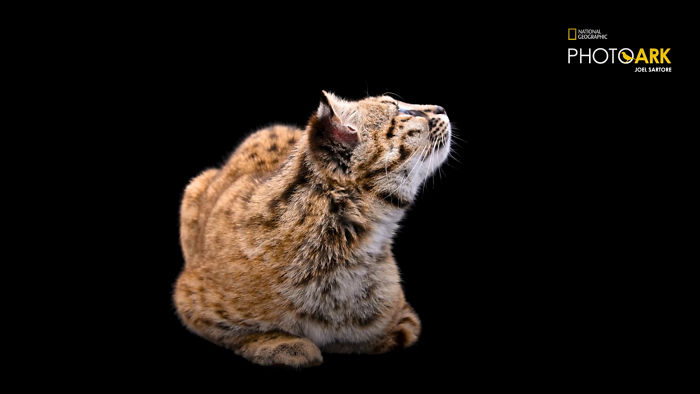 Smallest Wild Cat In Western Hemisphere Gets Cuter As Video Unveils What It Sounds Like Smallest Wild Cat In Western Hemisphere Gets Cuter As Video Unveils What It Sounds Like