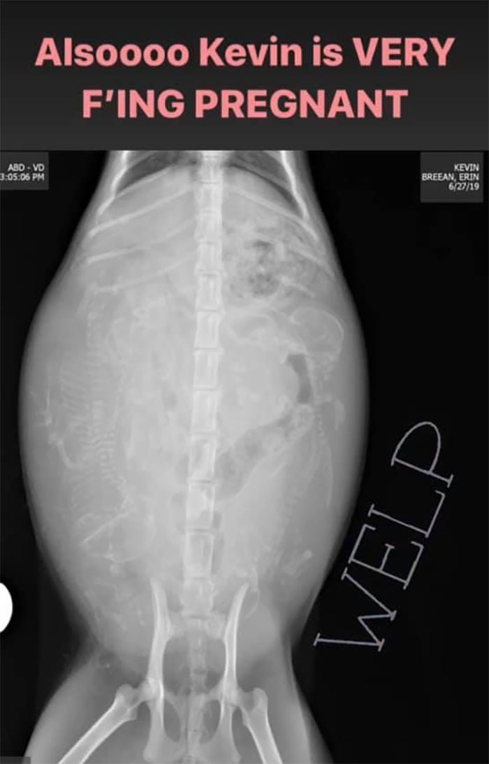 Woman Hilariously Documents Her Attempt To Take Care Of The Cat Who Wouldn't Stop Visiting Her Woman Hilariously Documents Her Attempt To Take Care Of The Cat Who Wouldn't Stop Visiting Her